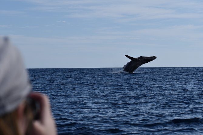Cabo San Lucas Whale Watching Tour with Photos Included - FAQ