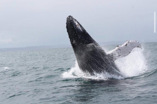 Cabo Whale Watching Tour: 2 Hours at Arch & Lovers Beach - What to Expect on This Tour