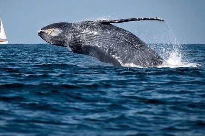 Cabo Whale Watching Tour: 2 Hours at Arch & Lovers Beach - Pricing and Value