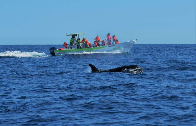 Cabo: Whale-Whatching Boat Trip w/ All-Women Crew and Photos - Key Points