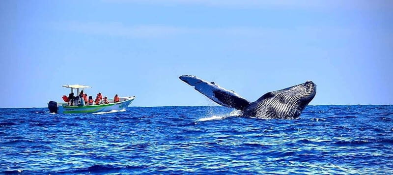 Cabo: Whale-Whatching Boat Trip w/ All-Women Crew and Photos - Practical Details to Keep in Mind