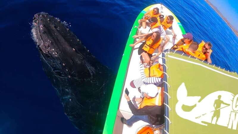 Cabo: Whale-Whatching Boat Trip w/ All-Women Crew and Photos - Frequently Asked Questions (FAQs)