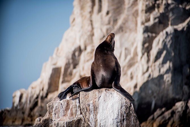 Cabo Wildlife SAFARI - The Practicalities: Booking, Duration, and Group Size