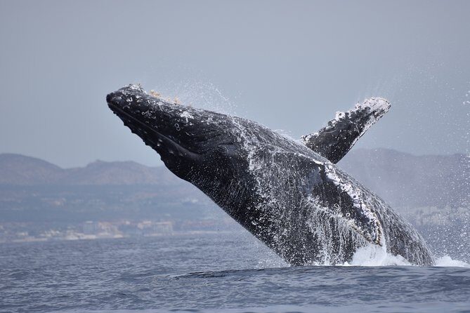 Cabo Wildlife SAFARI - Why This Tour Stands Out