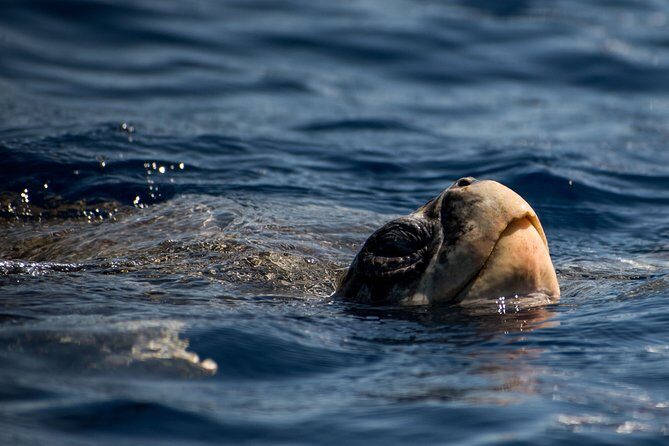 Cabo Wildlife SAFARI - Who Should Consider This Tour?