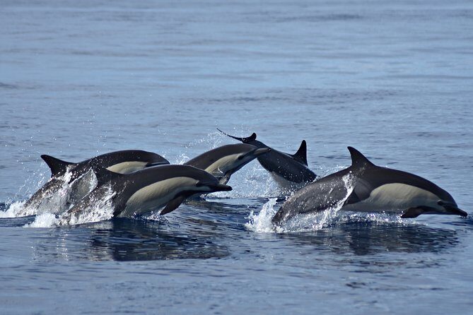 Cabo Wildlife SAFARI - FAQ: Your Questions Answered