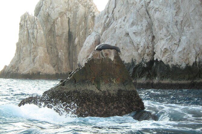 Cabo's Premier Catamaran Snorkeling: Explore the Waters! - An In-Depth Look at the Snorkeling Cruise