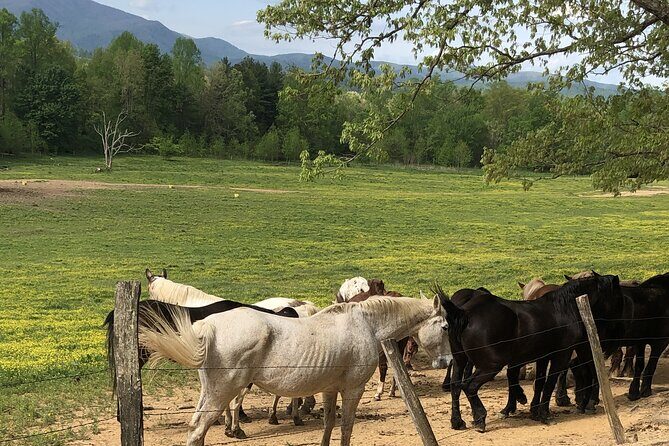 Cades Cove Jeep Tour - Final Thoughts
