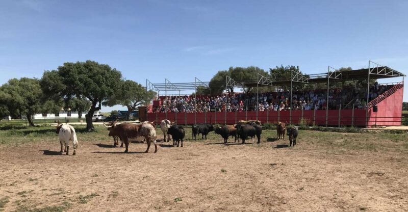 Cadiz: Andalusian Horses and Bulls Country Show - Cadiz: Andalusian Horses and Bulls Country Show – A Warm Look