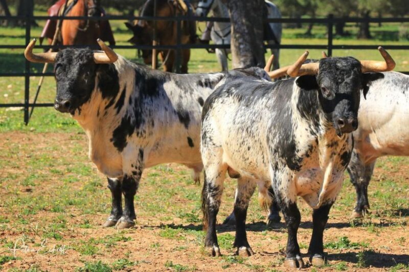 Cadiz: Andalusian Horses and Bulls Country Show - Who Would Love This Tour?