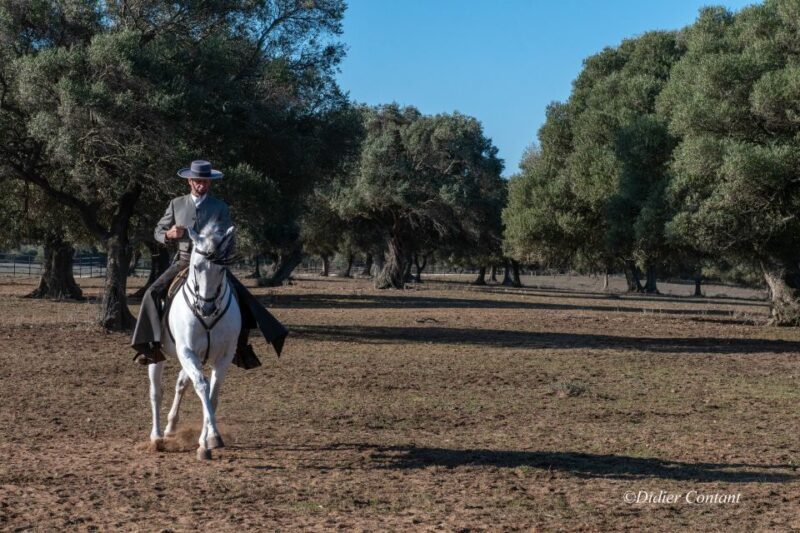 Cadiz: Andalusian Horses and Bulls Country Show - Wrapping It Up