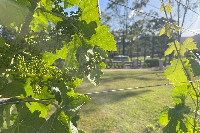 Cael's Gate Wine and Ploughmans Lunch in Hunter Valley - Final Thoughts