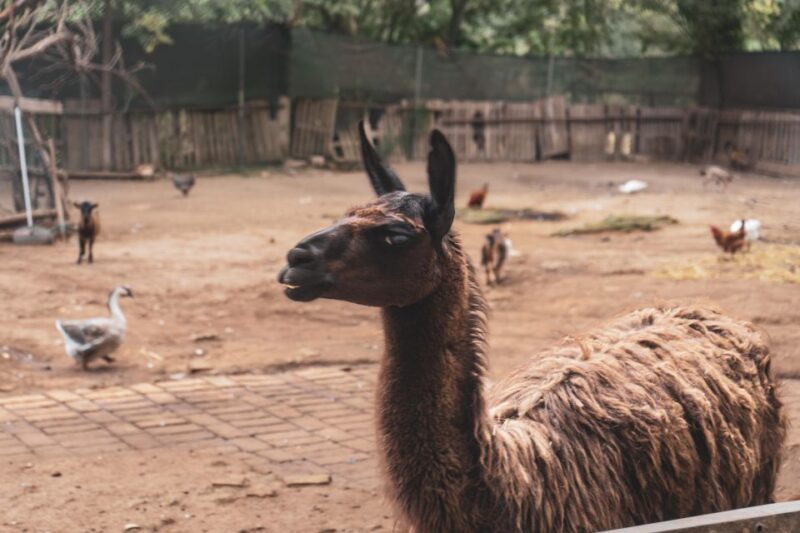 Caffarella Park: Rome's Secret Urban Hiking Paradise - Overall Value and Experience