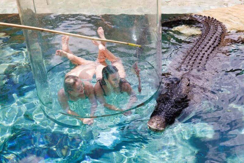 "Cage Of Death" Crocodile Swim and Entry to Crocosaurus Cove - What Is the Cage of Death Experience?