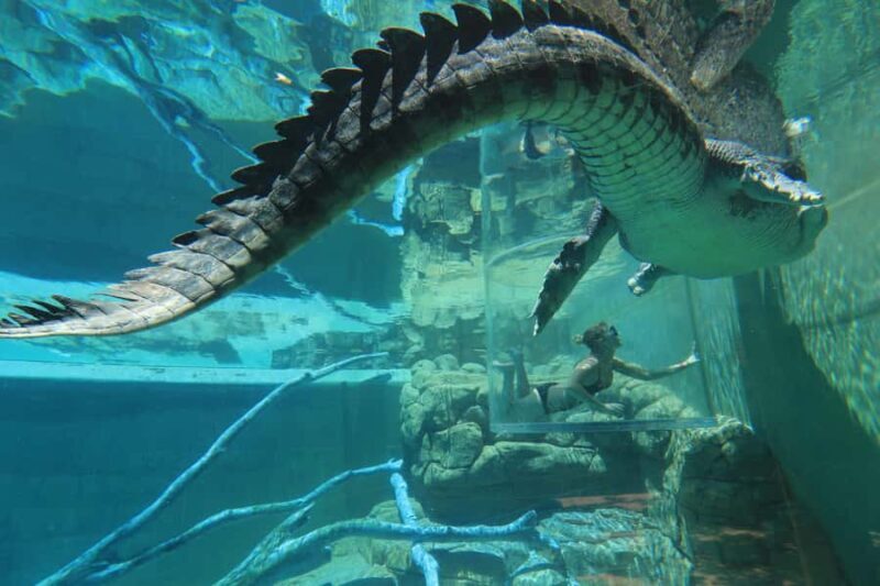 "Cage Of Death" Crocodile Swim and Entry to Crocosaurus Cove - What to Expect During the 15 Minutes