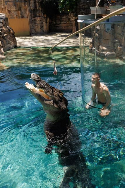"Cage Of Death" Crocodile Swim and Entry to Crocosaurus Cove - Who Should Consider This Experience?