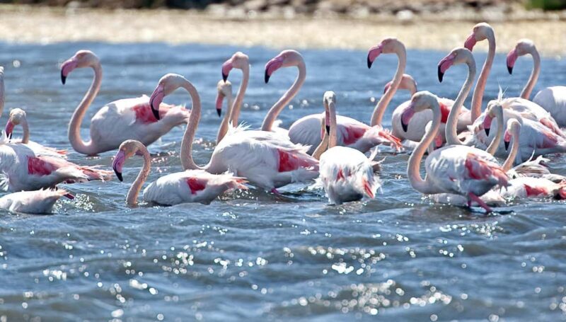 Cagliari: Bike & Hike Tour - FAQ