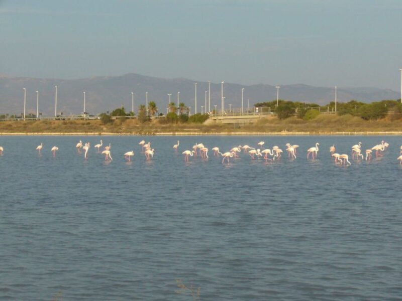 Cagliari: Bike Tour in the Flamingo Oasis - A Closer Look at the Tour Experience