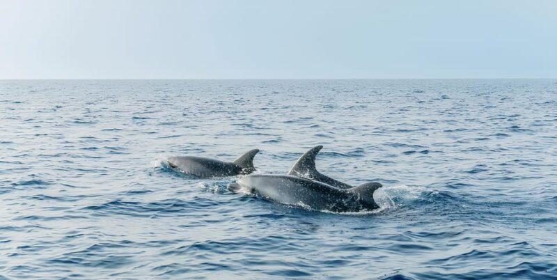 Cagliari: Devil's Saddle Boat Tour with Spritz and Chips - Final Thoughts