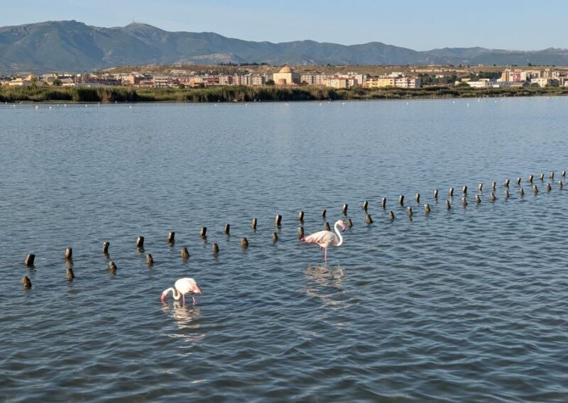 Cagliari E-Bike Tour: Canals & Flamingos at Molentargius - Practical Details & Tips