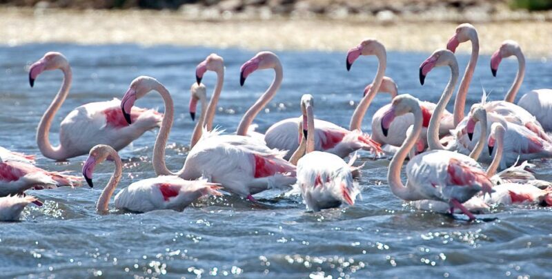 Cagliari E-Bike Tour: Canals & Flamingos at Molentargius - FAQ