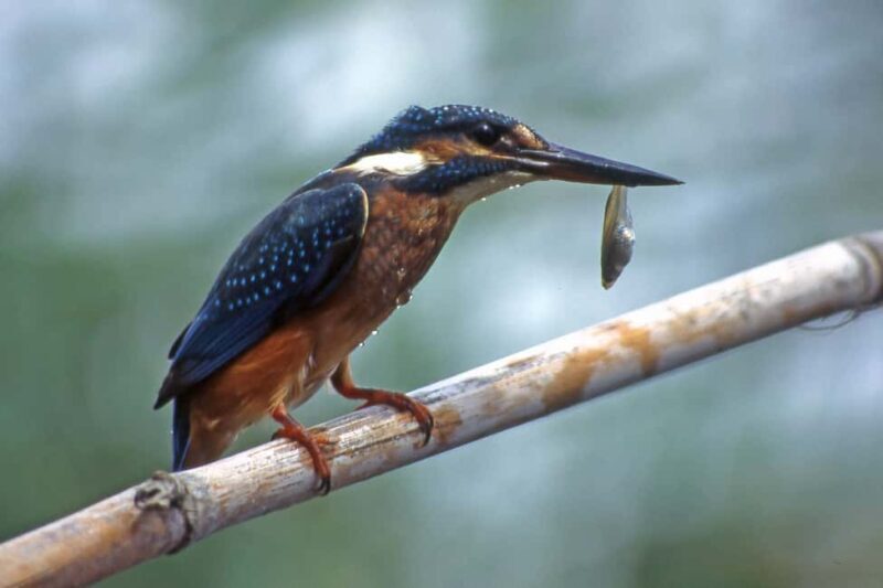 Cagliari: EcoSafari Flamingos Tour in Molentargius Park - FAQ