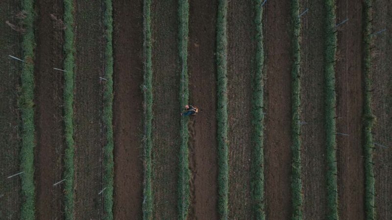 Cagliari - Guided tour of the vineyard and winery with tasting of 5 wines - Practical Details and What to Expect