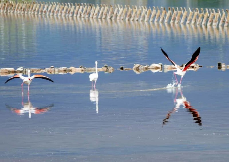 Cagliari Highlights: Small Group City Tour - What Makes This Tour Stand Out?