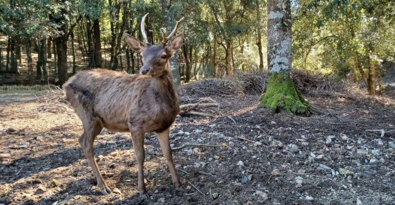 Cagliari: hiking on the deers' trail in Sette Fratelli Park - What You Can Expect During the Hike
