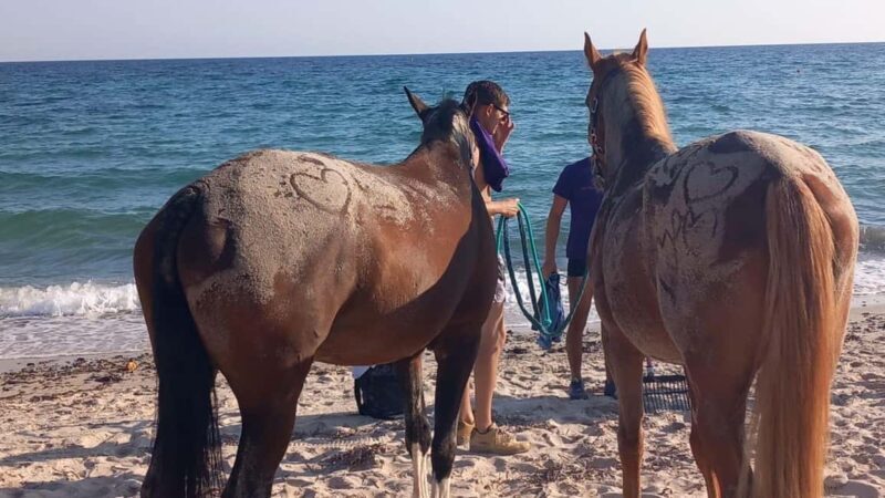 Cagliari: horseback riding with sunrise dive - What’s It Like to Ride at Dawn?