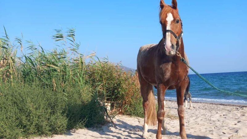 Cagliari: horseback riding with sunrise dive - Who Is This Tour For?