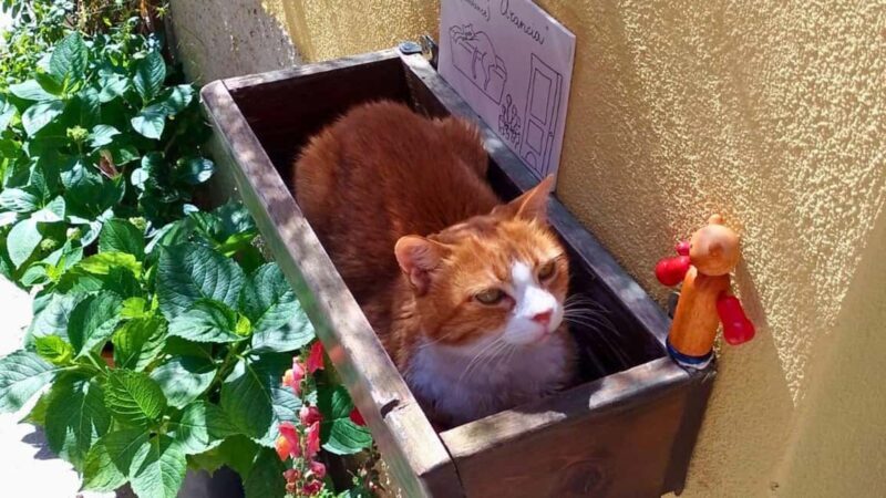 Cagliari: Italian lesson in the Villanova neighbourhood - Comparing Similar Experiences