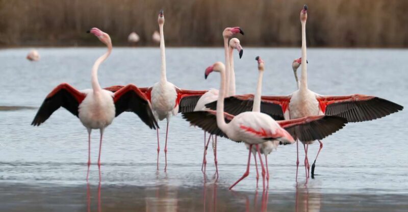 Cagliari: Molentargius Natural Park Segway Tour with Coffee - Key Points