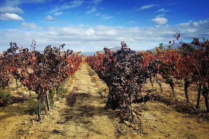 Cagliari Private Shore Excursion: Wine and Cheese Tasting - Practical Tips for Enjoying Your Day