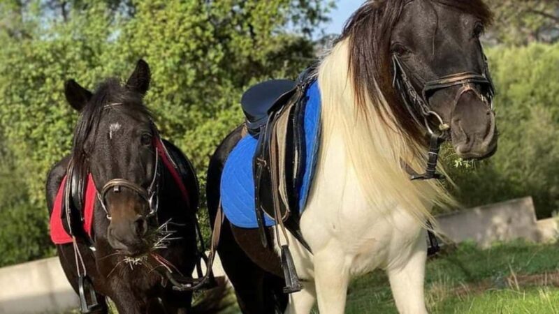 Cagliari: visit the animals of a farm - What You Can Expect on This Farm Tour