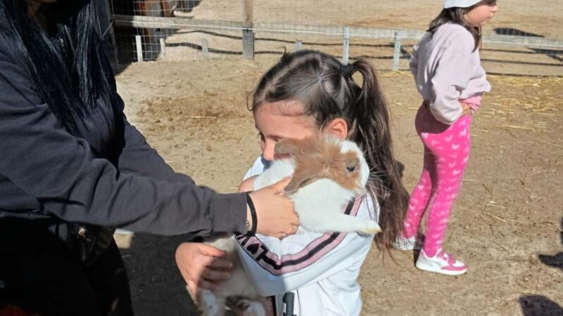 Cagliari: visit the animals of a farm - The Experience in Context