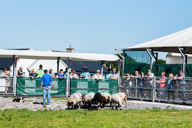Caherconnell Fort & Sheepdog Demonstrations - The Honest Assessment