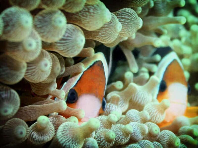 Cairns: 2-Day Great Barrier Reef Dive and Snorkel Boat Trip - Final Thoughts