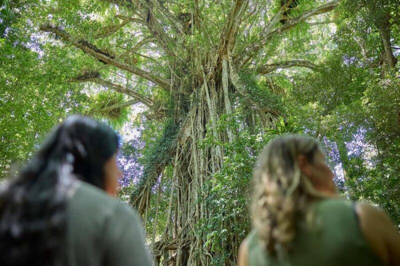 Cairns: Aboriginal Cultural Discovery Tour - Final Thoughts