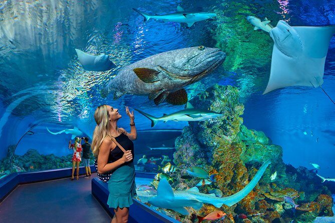 Cairns Aquarium Admission Ticket - What to Expect When Visiting Cairns Aquarium