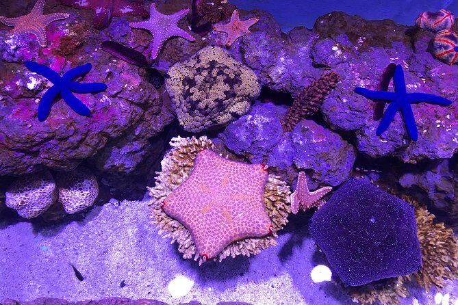 Cairns Aquarium Admission Ticket - FAQ