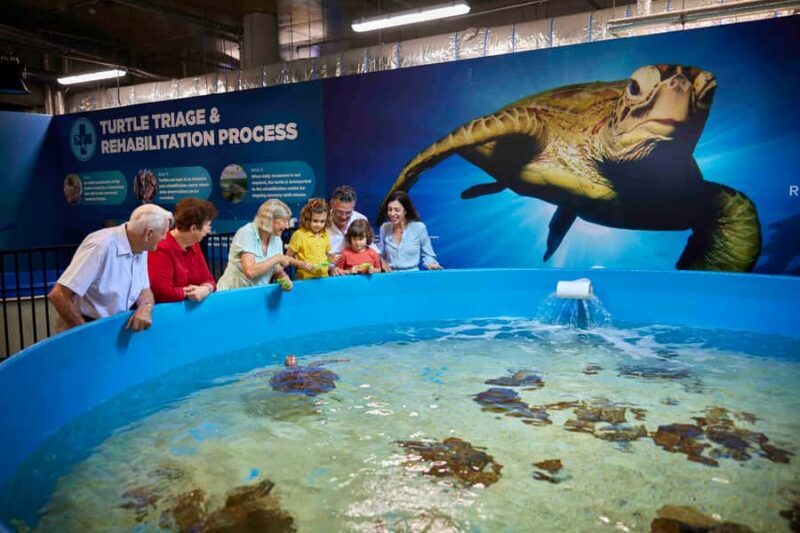Cairns: Aquarium Entry Ticket and Turtle Rehabilitation Tour - What to Expect During Your Day at Cairns Aquarium
