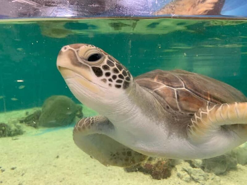 Cairns: Aquarium Entry Ticket and Turtle Rehabilitation Tour - What the Reviews Say