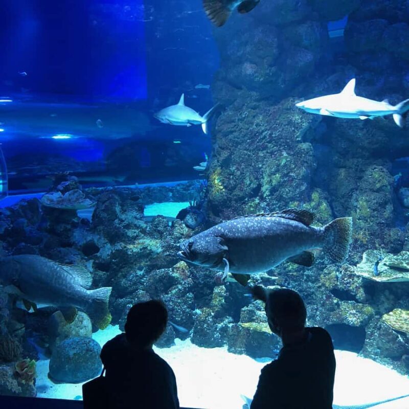 Cairns Aquarium General Admission Ticket - Practical Details & Tips for Visitors