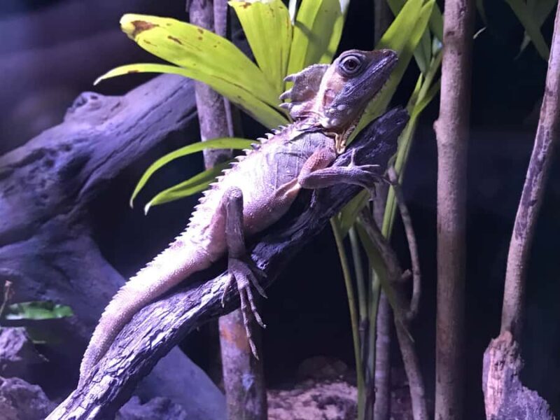 Cairns Aquarium General Admission Ticket - Final Thoughts: Who Will Love Cairns Aquarium?