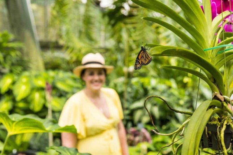 Cairns: Cairns City Sights & Surrounds Half Day Tour - A Practical Breakdown of the Tour