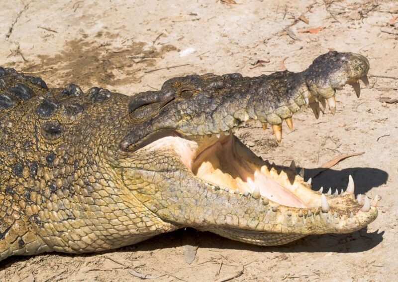 Cairns: Cape Tribulation, Mossman Gorge & Daintree Day Tour - Final Thoughts