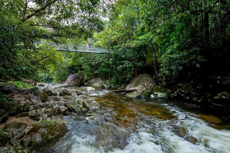 Cairns: Daintree Rainforest and Mossman Gorge Tour - Daintree River cruise and crocodile spotting: fun, but plan for variety