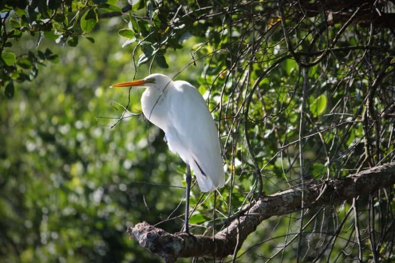 Cairns: Daintree Rainforest Wildlife Experience Cruise - The Sum Up