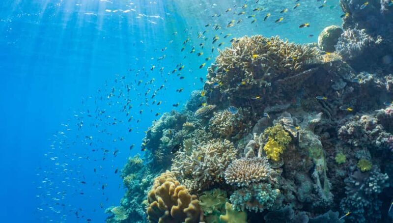 Cairns: Great Barrier Reef and Fitzroy Island Boat Tour - The Experience in Detail